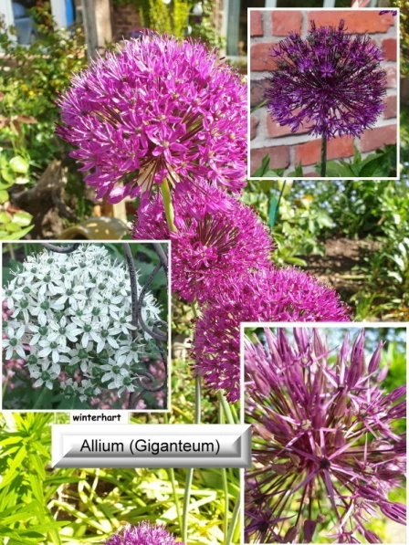 Zierlauch (Allium)