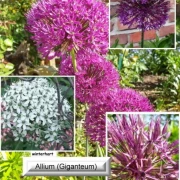 Zierlauch (Allium)