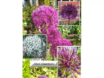 Zierlauch (Allium)