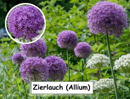 Zierlauch (Allium)
