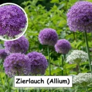 Zierlauch (Allium)