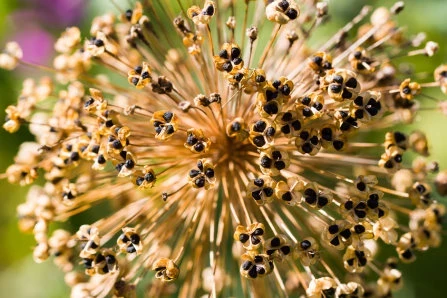 Zierlauch (Allium)