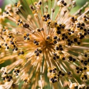 Zierlauch (Allium)