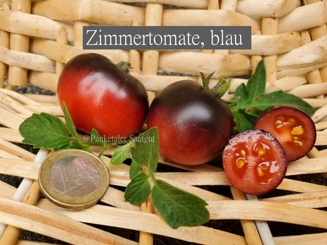 Zimmertomate, blau