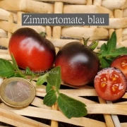 Zimmertomate, blau