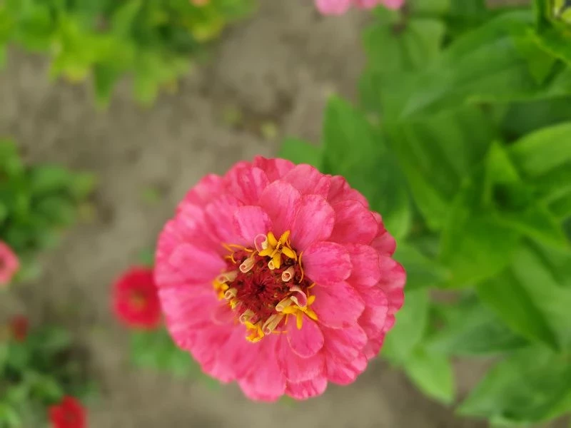 Zinnie (Zinnia) rosa pink