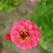 Zinnie (Zinnia) rosa pink