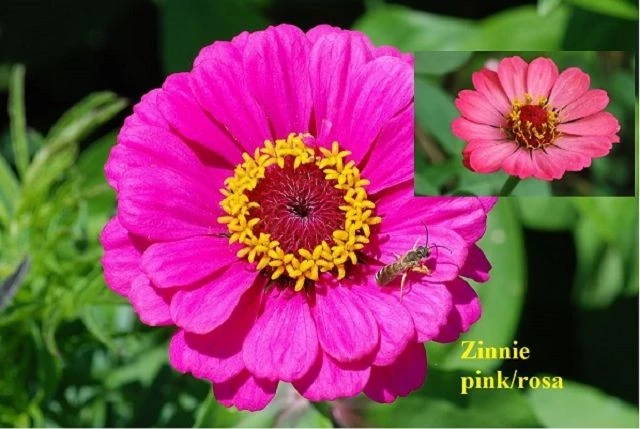 Zinnie (Zinnia) rosa pink