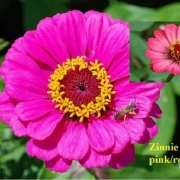 Zinnie (Zinnia) rosa pink
