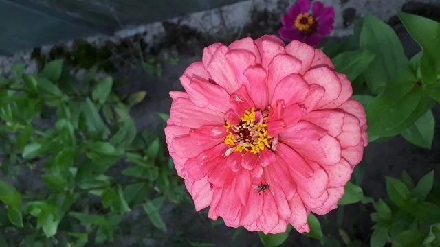 Zinnie (Zinnia) rosa pink