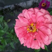 Zinnie (Zinnia) rosa pink