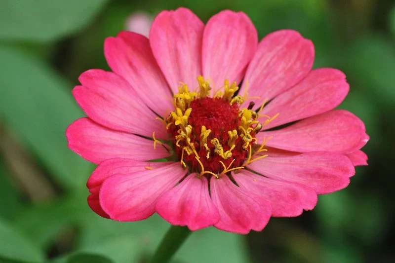 Zinnie (Zinnia) rosa pink