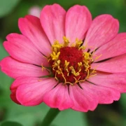 Zinnie (Zinnia) rosa pink