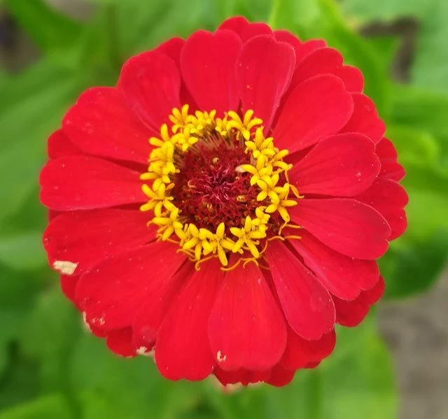 Zinnie (Zinnia) rot