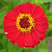 Zinnie (Zinnia) rot