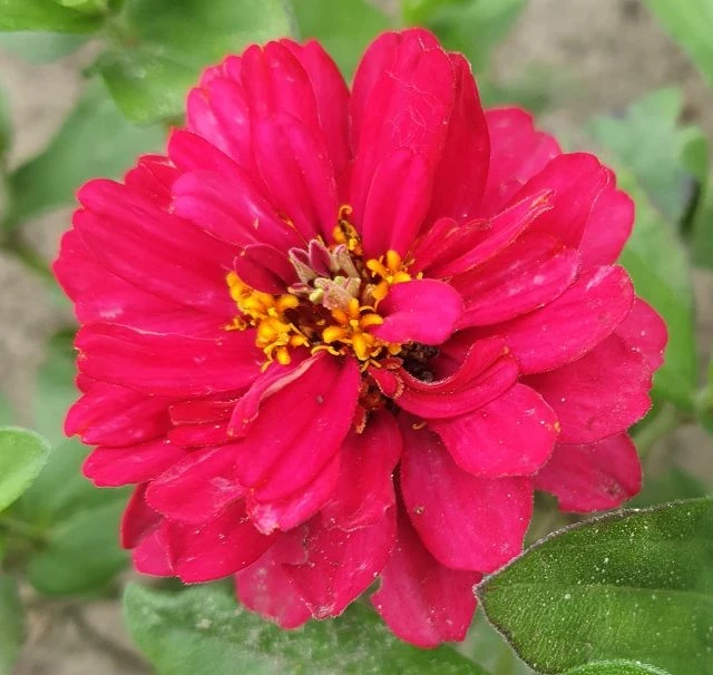 Zinnie (Zinnia) rot