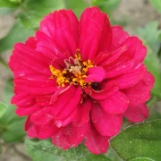 Zinnie (Zinnia) rot