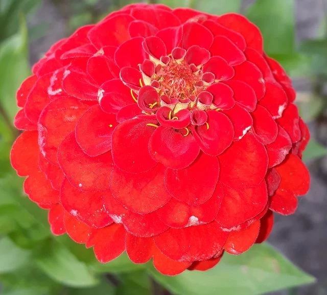 Zinnie (Zinnia) rot