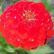 Zinnie (Zinnia) rot