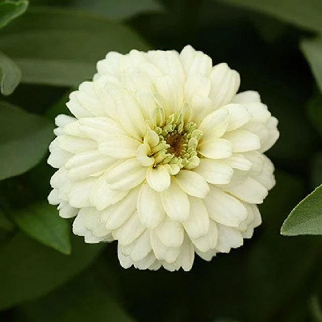 Zinnie (Zinnia) weiß