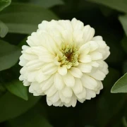 Zinnie (Zinnia) weiß
