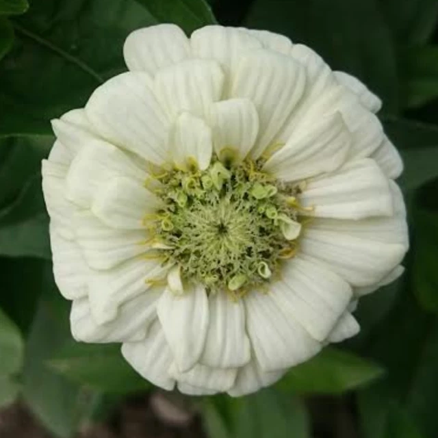 Zinnie (Zinnia) weiß