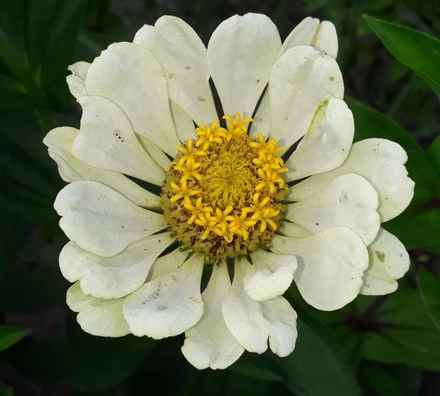 Zinnie (Zinnia) weiß