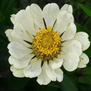 Zinnie (Zinnia) weiß