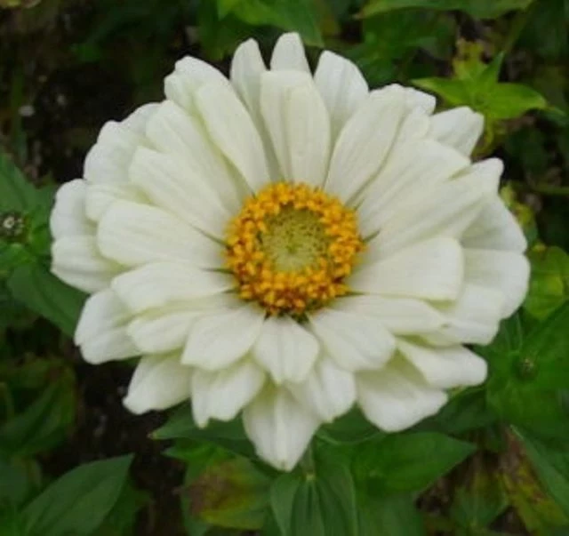 Zinnie (Zinnia) weiß