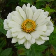 Zinnie (Zinnia) weiß