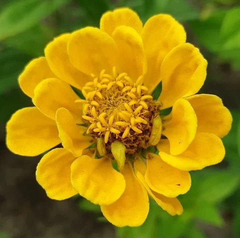 Zinnien  (Zinnia) gemischt