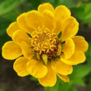 Zinnien  (Zinnia) gemischt