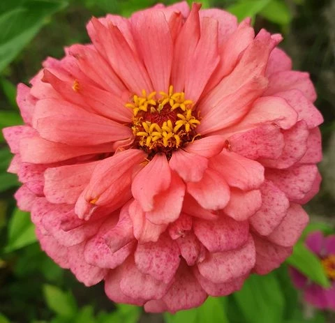 Zinnien  (Zinnia) gemischt