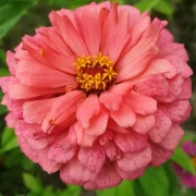 Zinnien  (Zinnia) gemischt