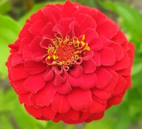 Zinnien  (Zinnia) gemischt