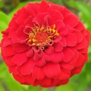 Zinnien  (Zinnia) gemischt