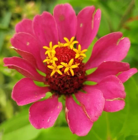 Zinnien  (Zinnia) gemischt