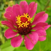 Zinnien  (Zinnia) gemischt