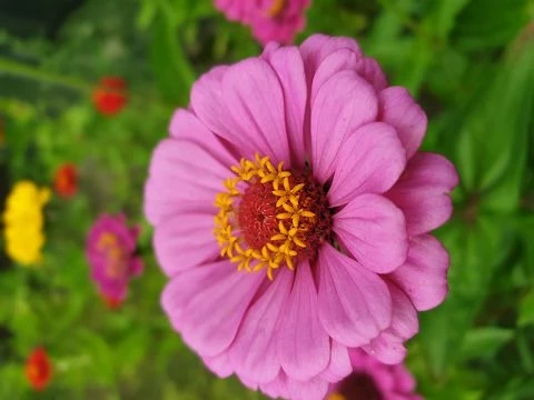 Zinnien  (Zinnia) gemischt