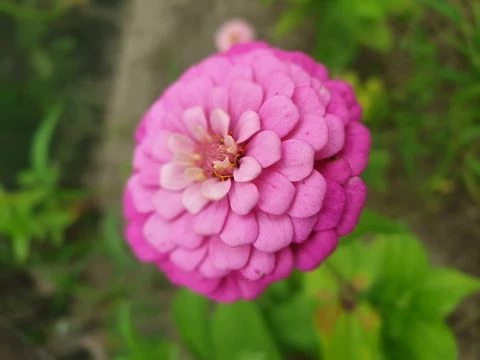 Zinnien  (Zinnia) gemischt
