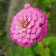 Zinnien  (Zinnia) gemischt