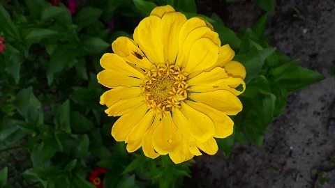 Zinnien  (Zinnia) gemischt