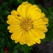 Zinnien  (Zinnia) gemischt