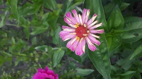 Zinnien  (Zinnia) gemischt