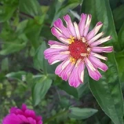 Zinnien  (Zinnia) gemischt