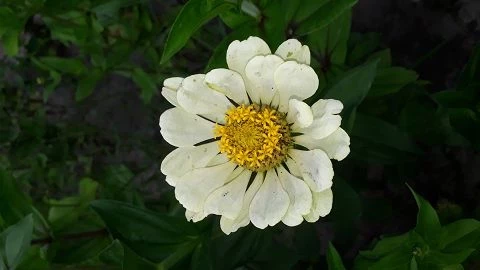 Zinnien  (Zinnia) gemischt