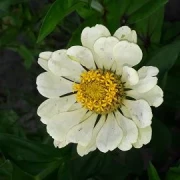 Zinnien  (Zinnia) gemischt