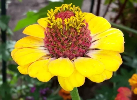 Zinnien (Zinnia) gelb