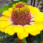 Zinnien (Zinnia) gelb