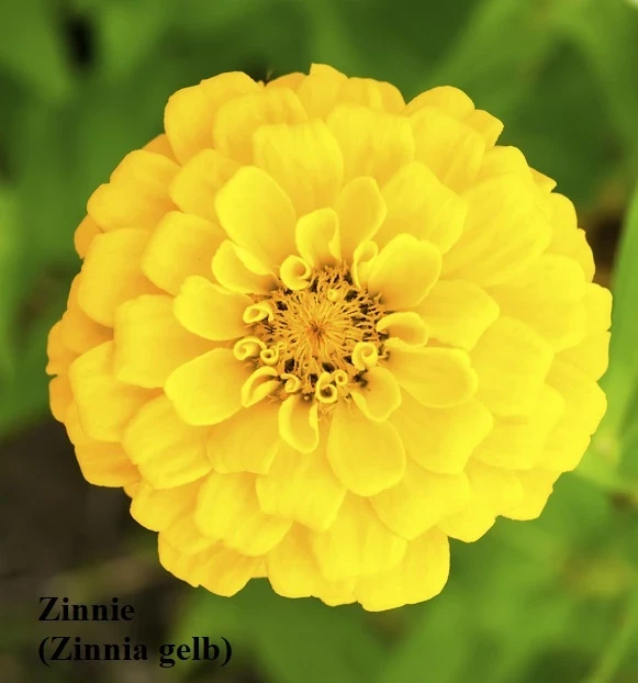 Zinnien (Zinnia) gelb